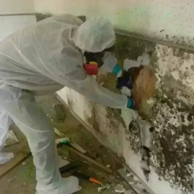 Mold Remediation and Removal in Pocahontas County, IA